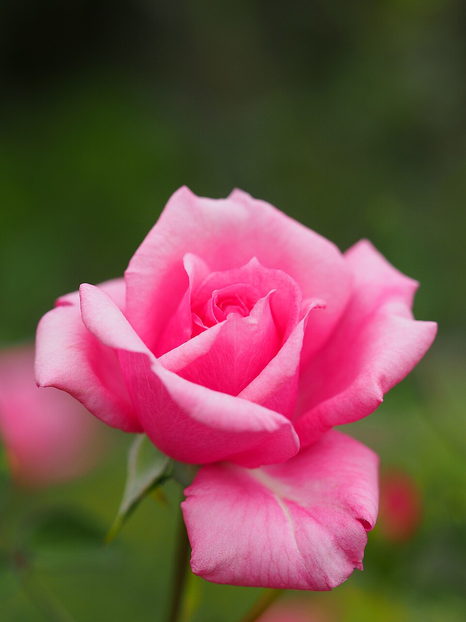 Antique Rose