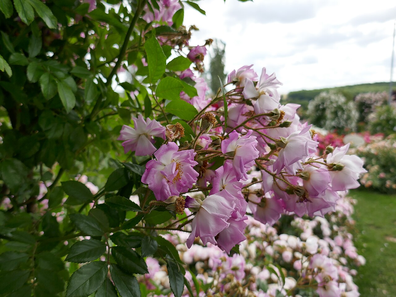 Garden of Hex rose