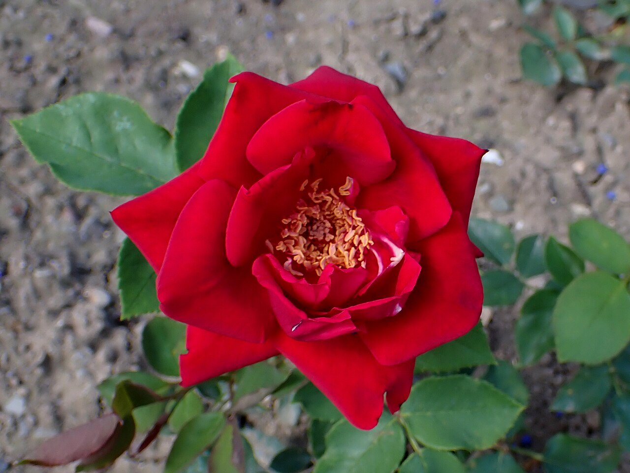 Red Columbia