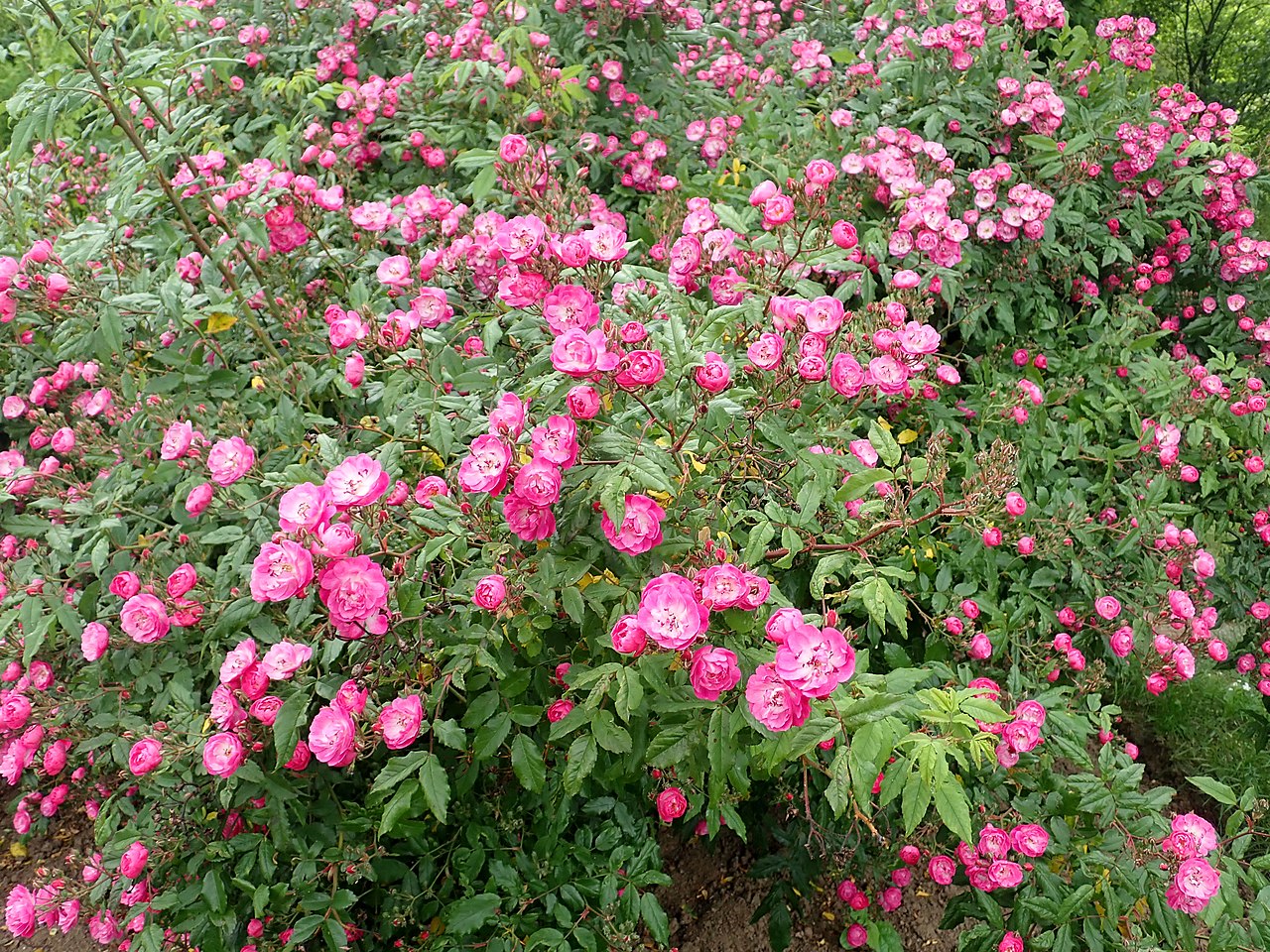 Dentelle de Bruxelles rose