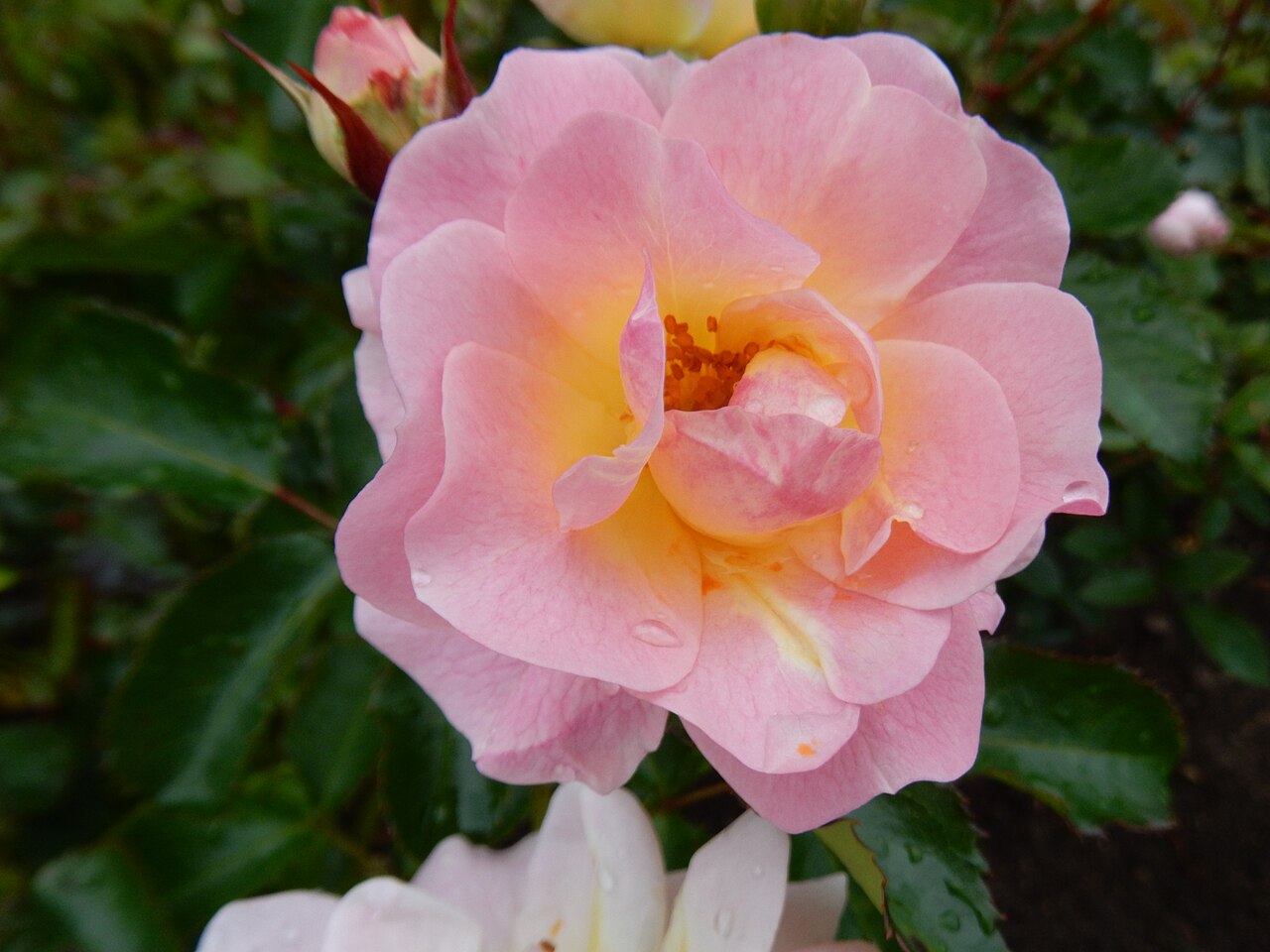 Poulsen's Pink