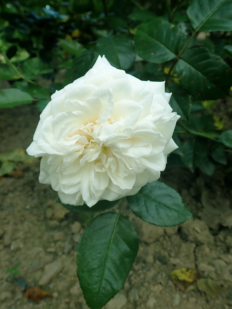 Pure Perfume