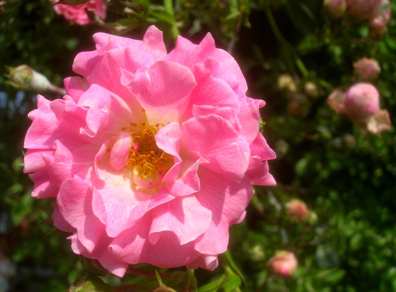 Perle vom Wienerwald rose