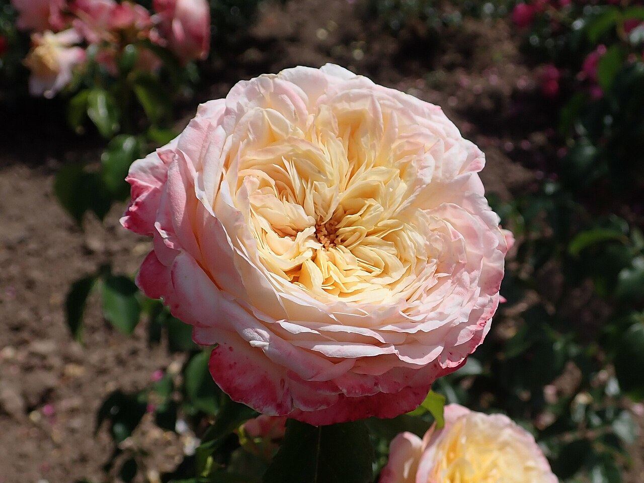 Domaine de Chantilly
