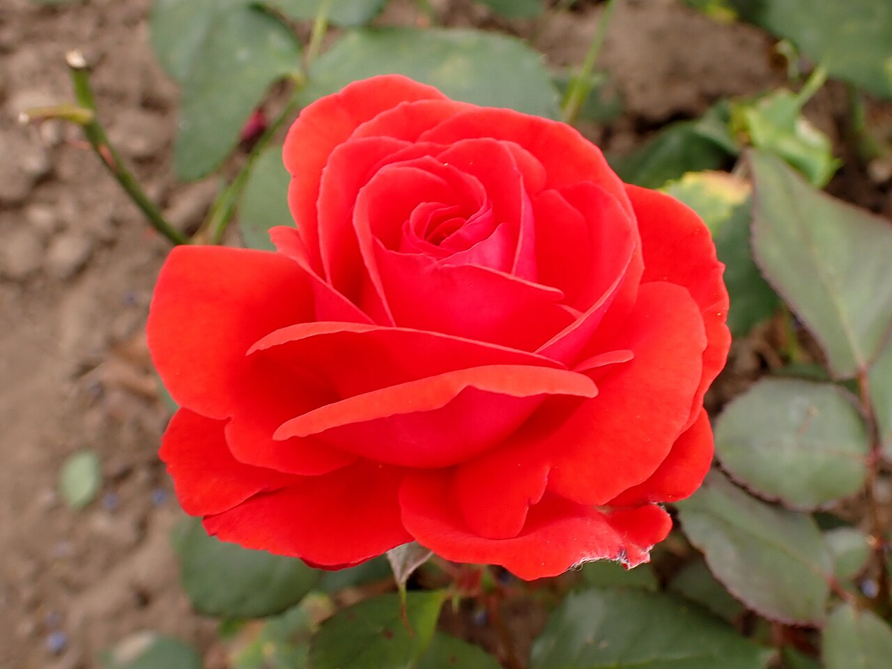 Pépite