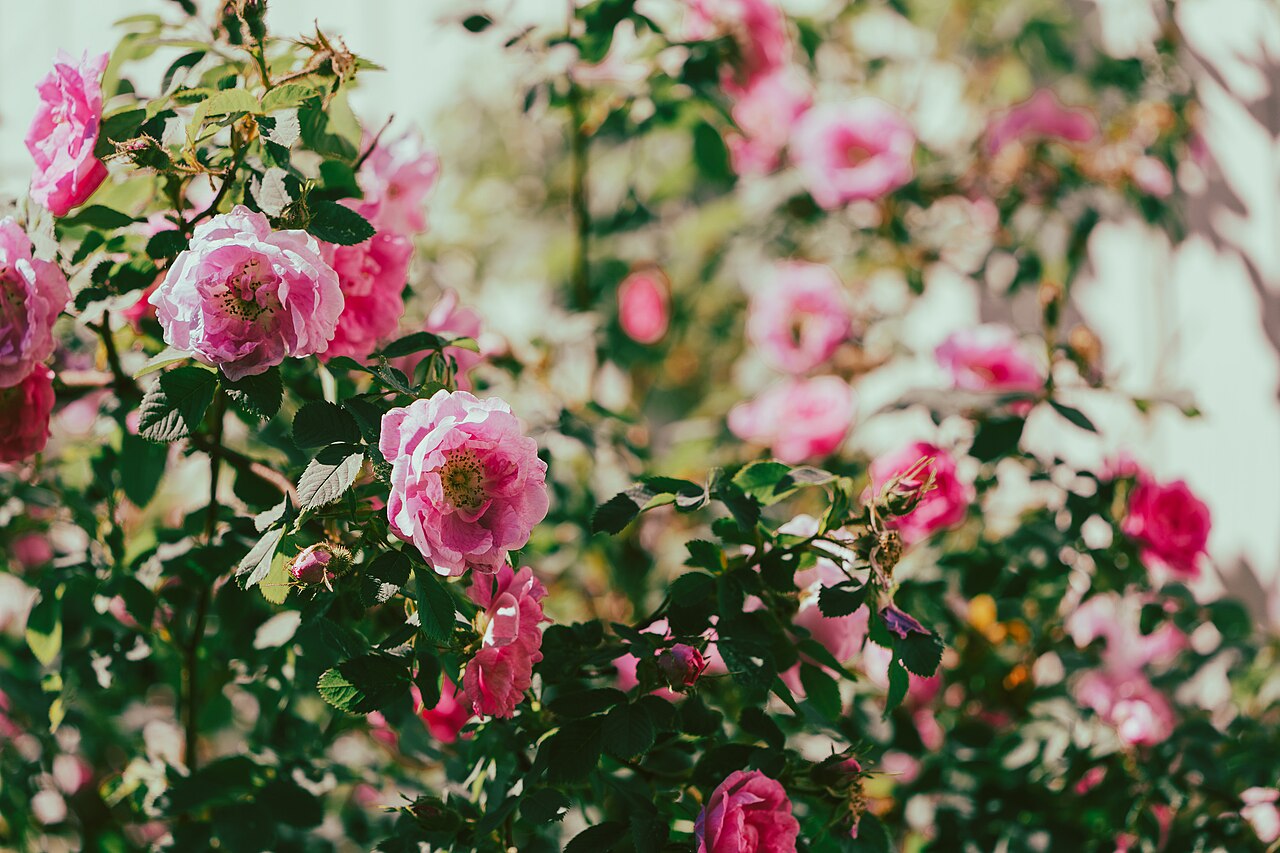 "Hurdalsrosen"
