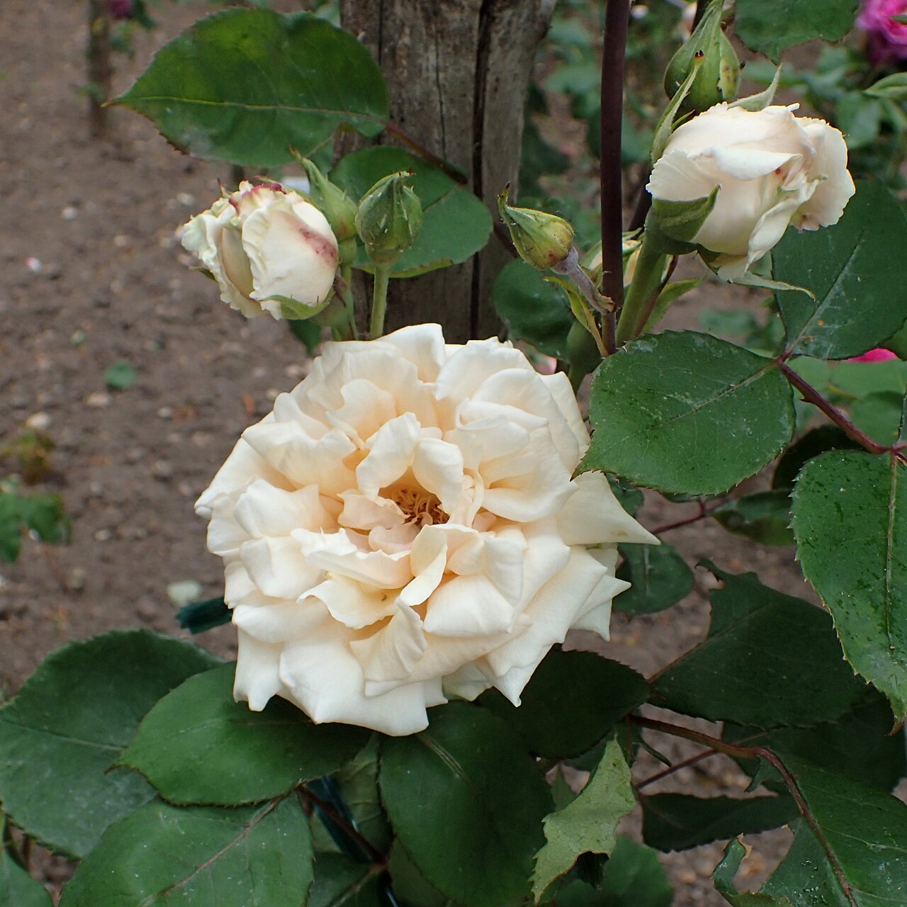 Madame Auguste Choutet