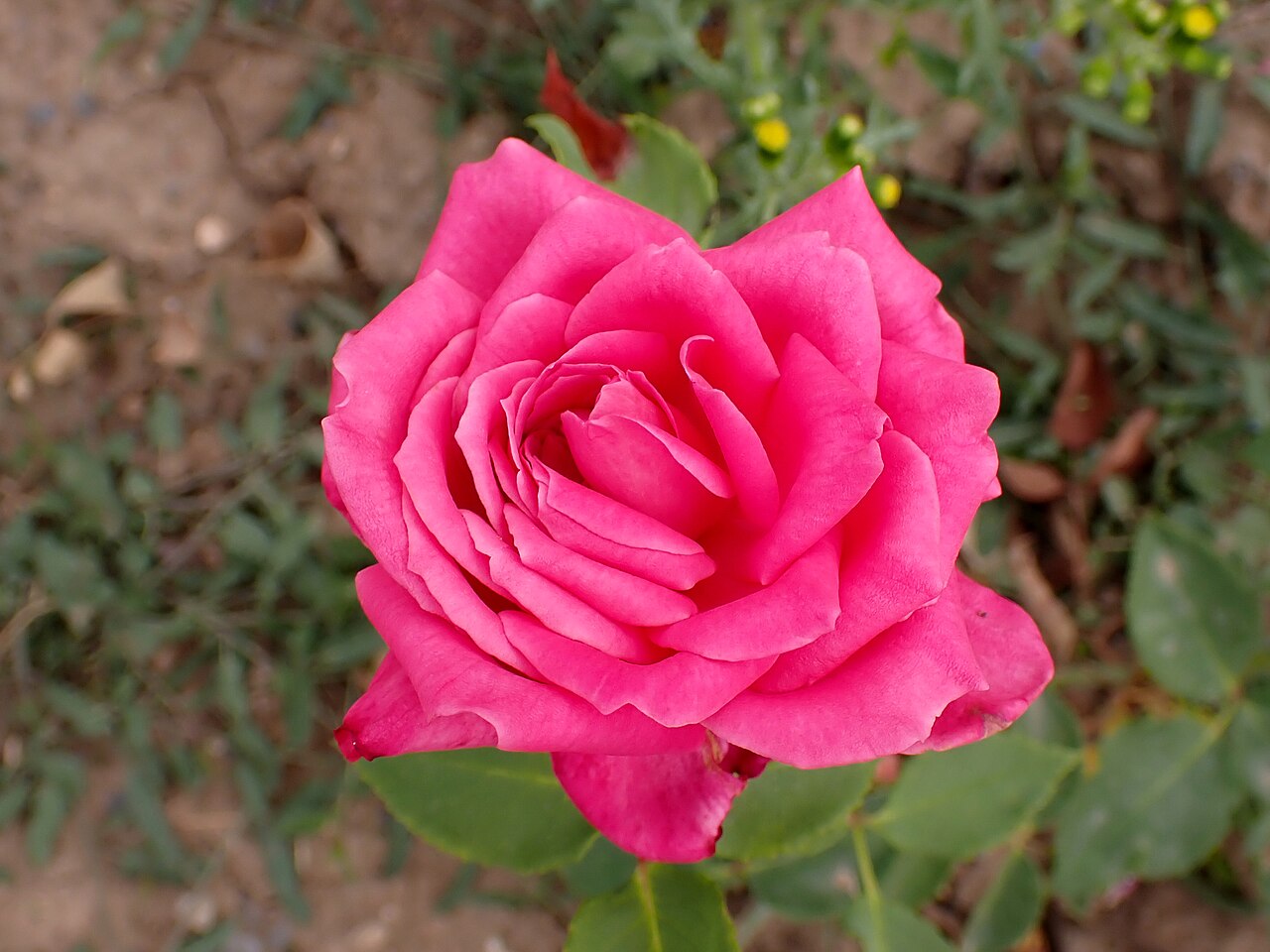 Duchess of Albany