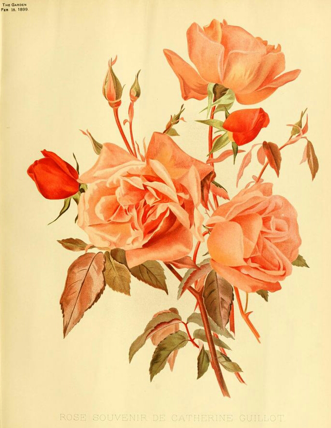 Souvenir de Catherine Guillot