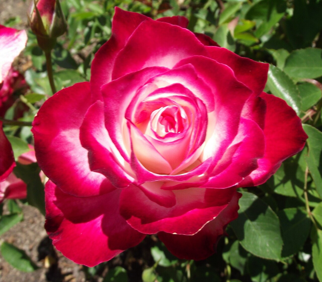 Jubilé du Prince de Monaco