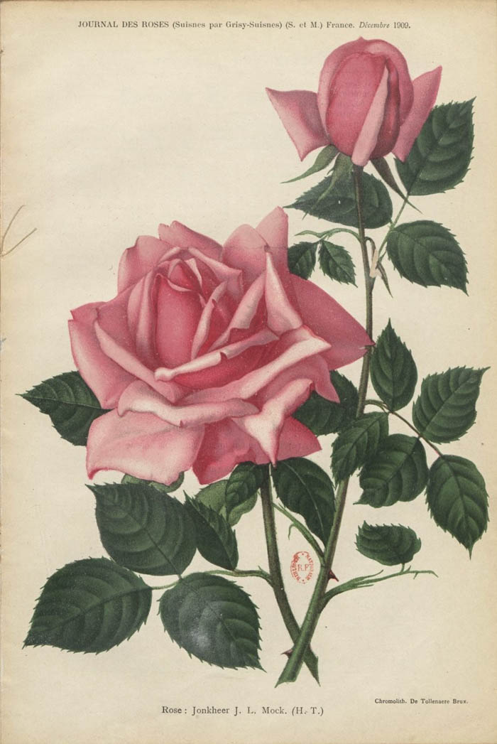 Jonkheer J. L. Mock