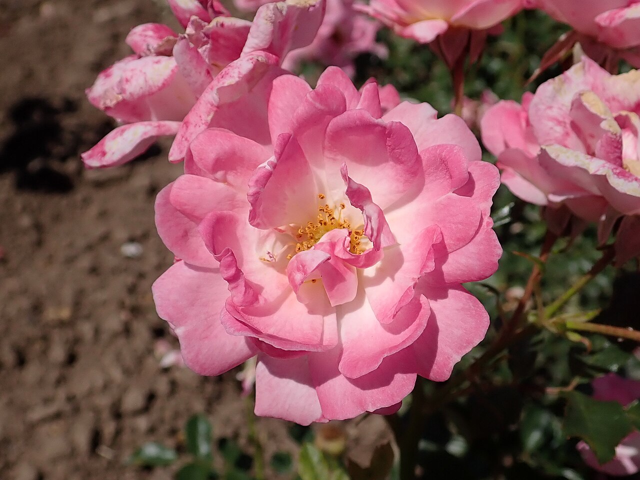 The Hilda Ogden Rose