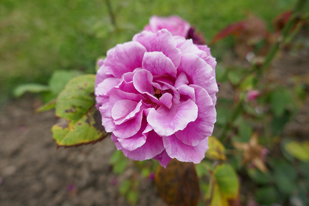 Oscar II, Roi de Suède