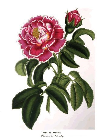 Narcisse de Salvandy