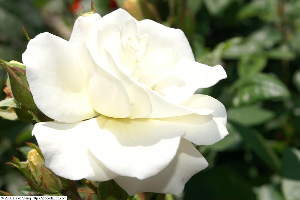 Fragrant Wave