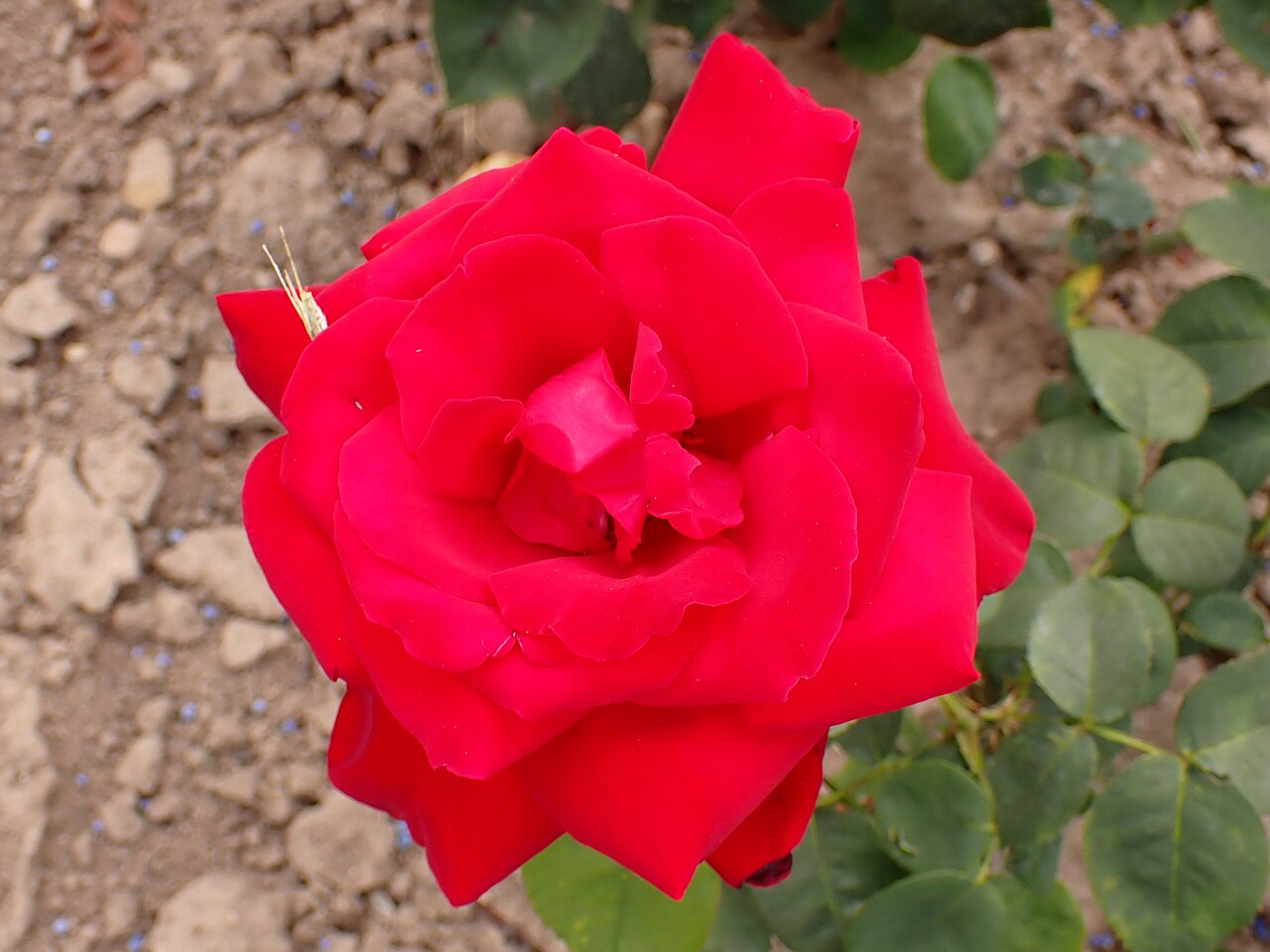 Aenne Burda
