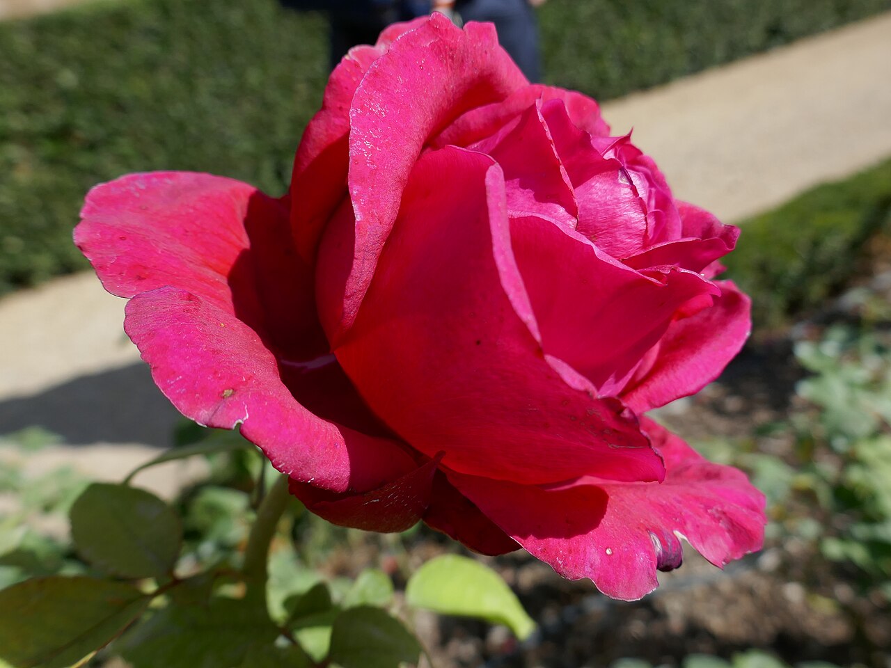 Rose des 4 vents