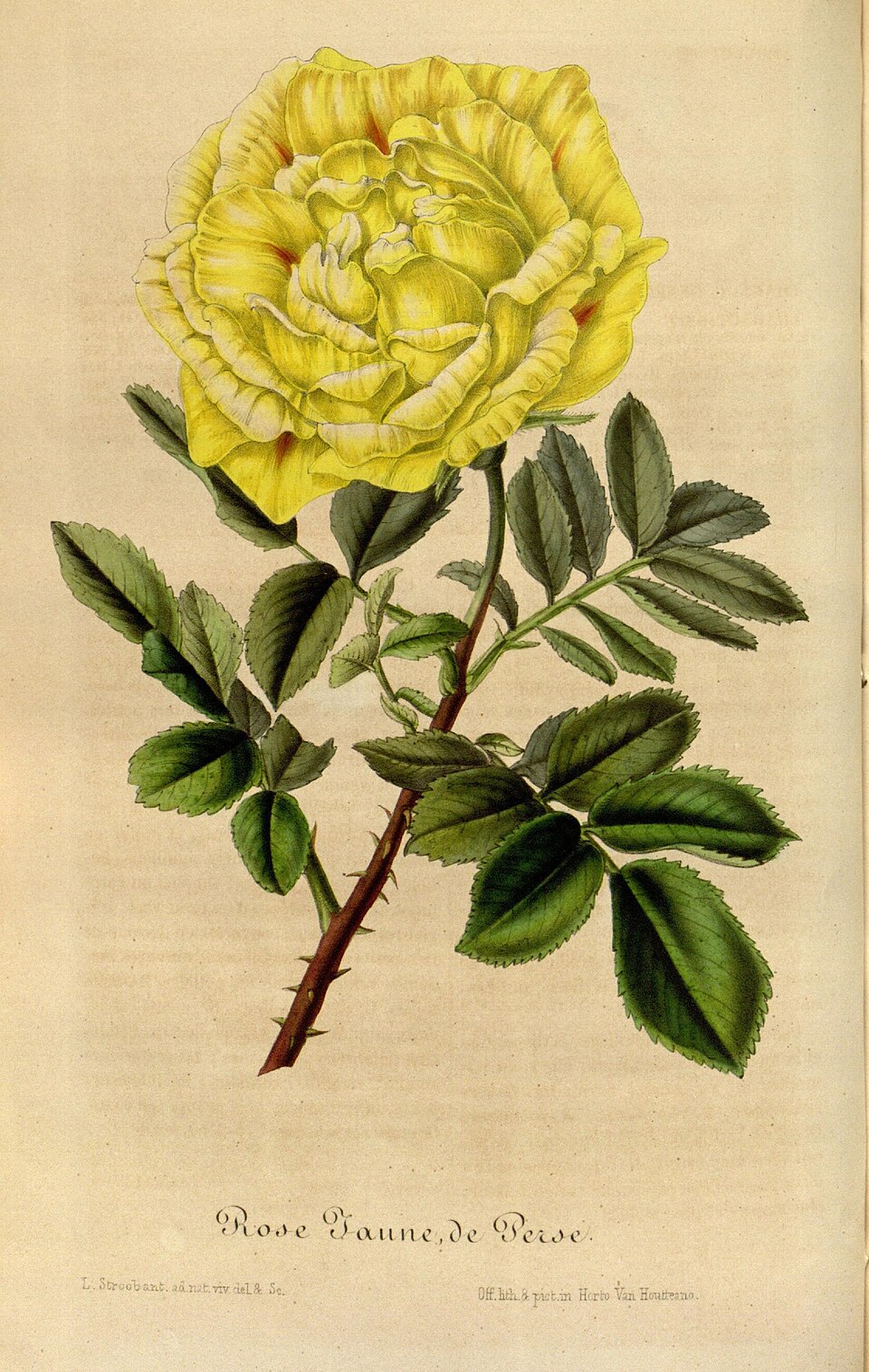 Persian Yellow