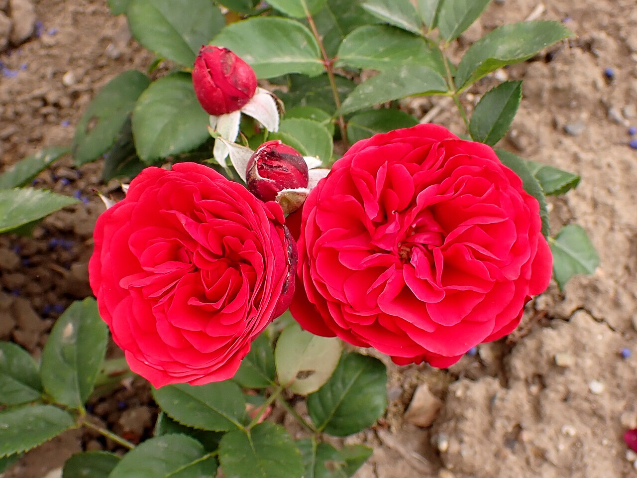 Pompadour Red