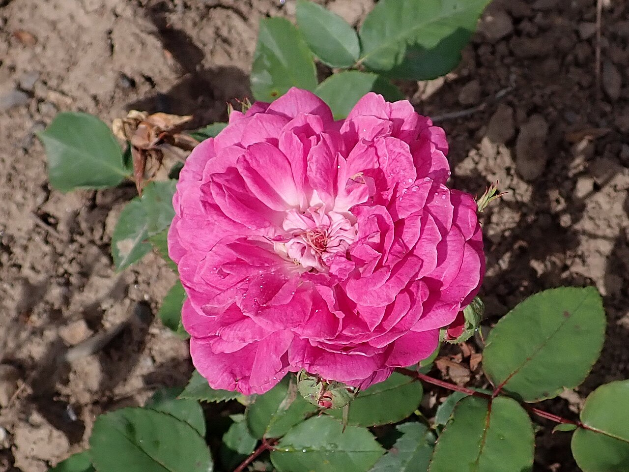 Rotkäppchen