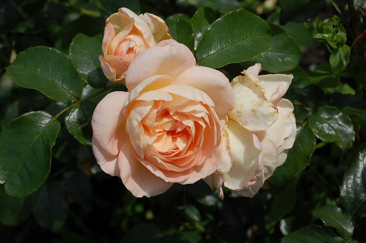 Marie Antoinette