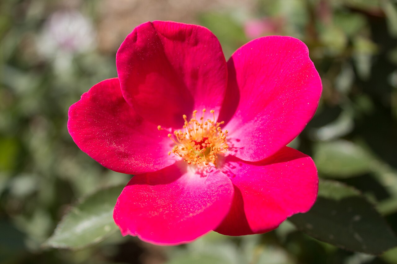 Pink Home Run