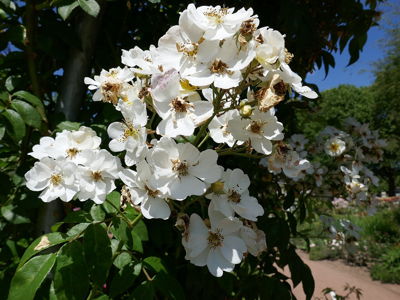 Seagull rose
