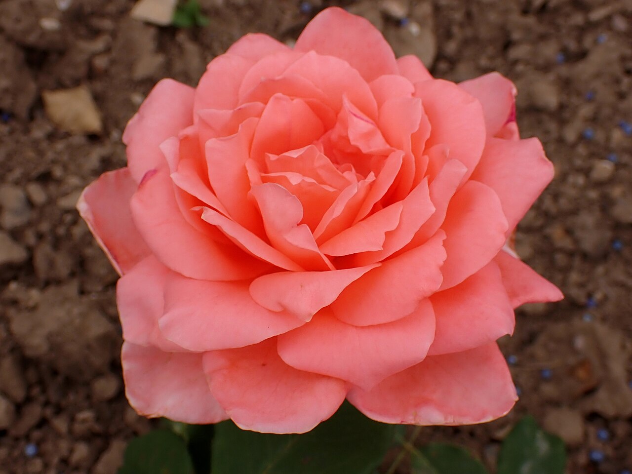 Desirée